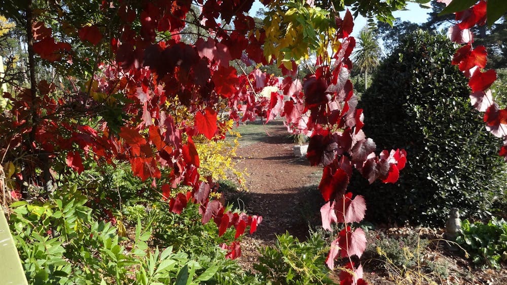 Autumn