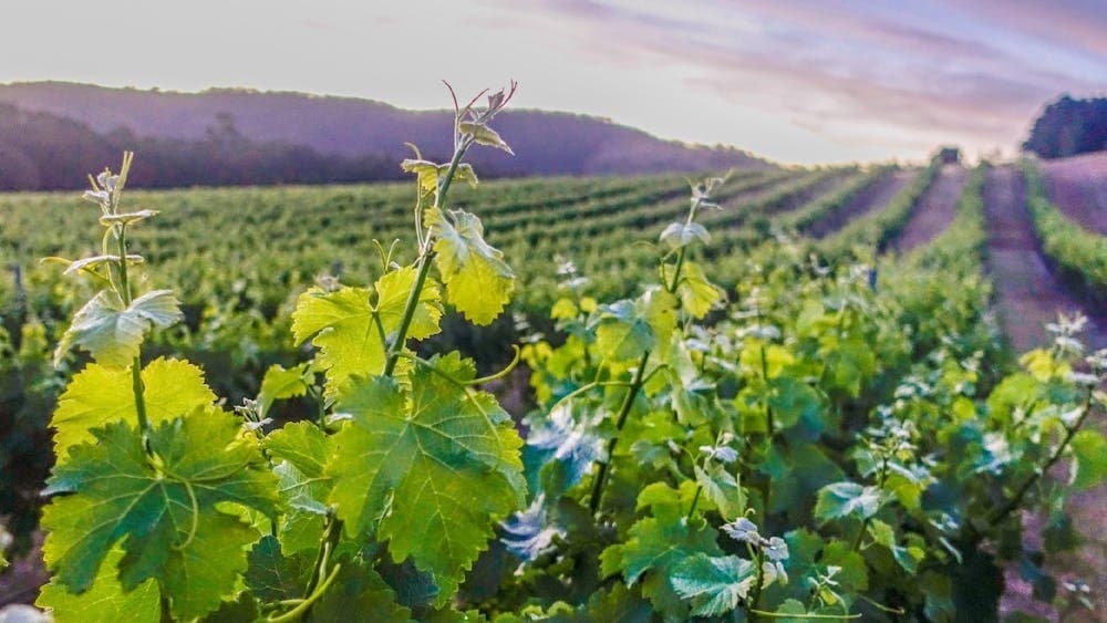 Taltarni Vineyard