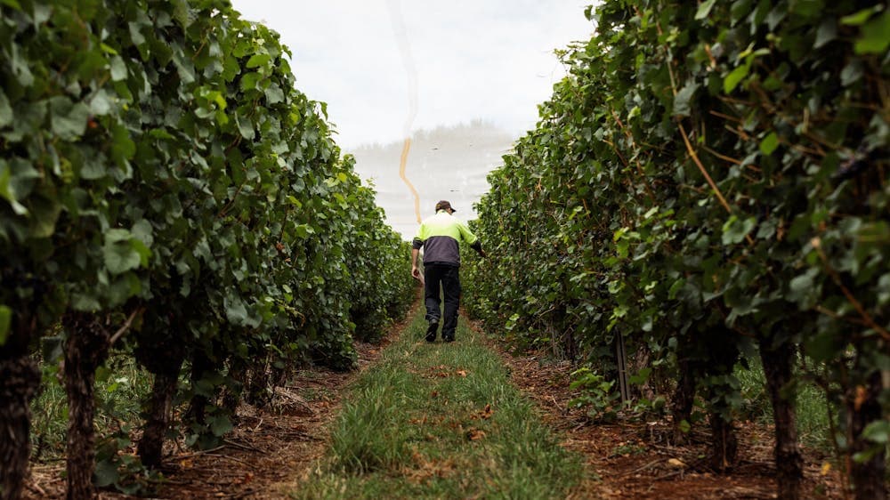 Man walking through vineyard