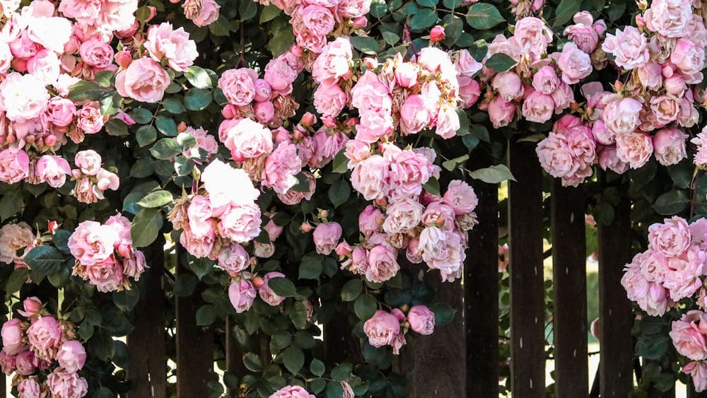 Roses