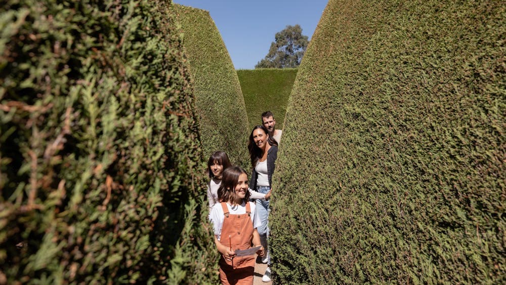 A family of four walking through a hedge maze