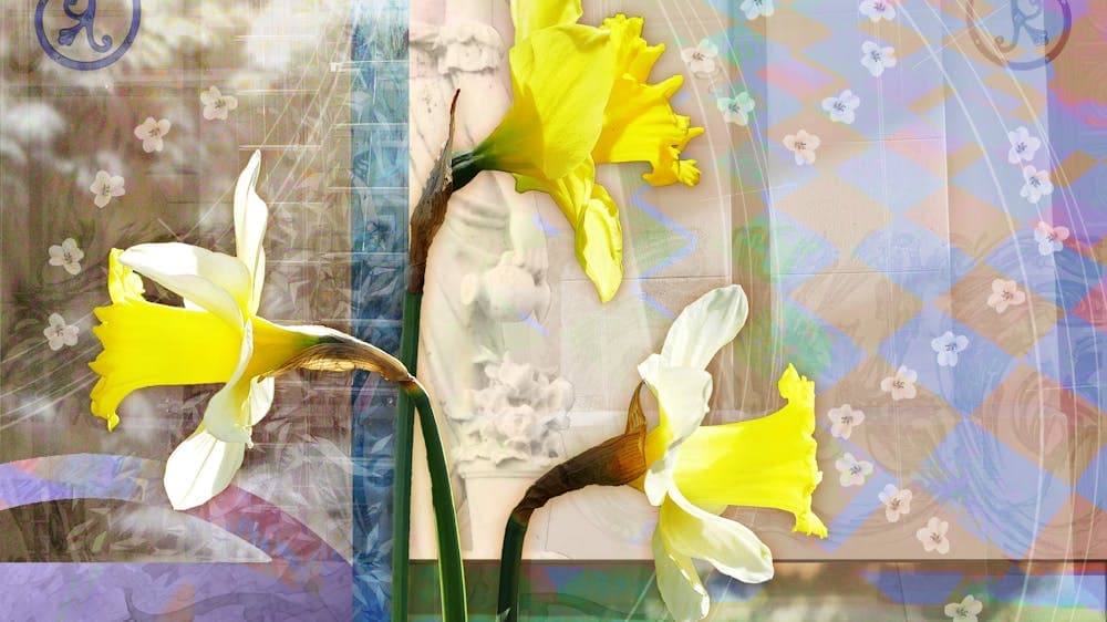 three yellow flowers with a background of checkered blue and yellow squares