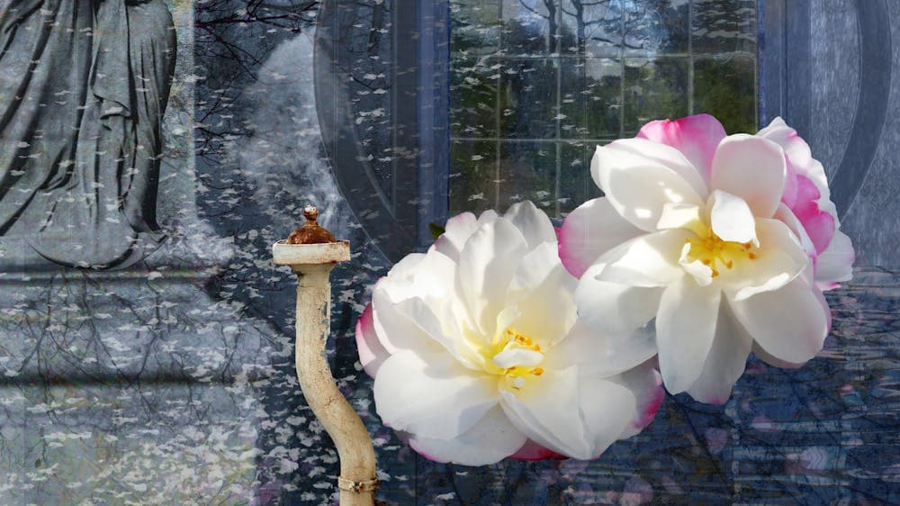 two white and pink flowers