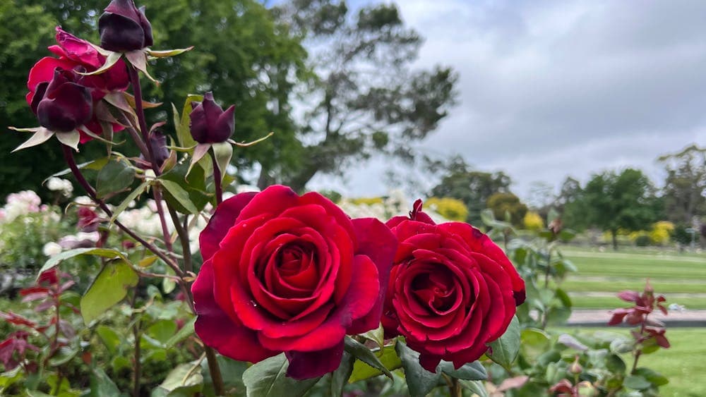 Red roses in the Contemplation Gardens at Ballarat New Cemetery