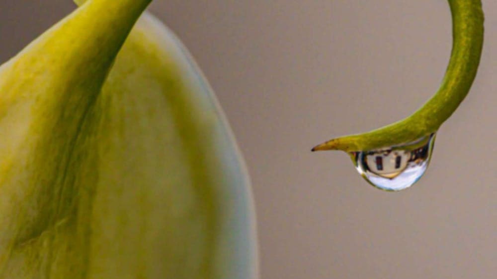 Macro photo of a plant with a drop of water that reflects within it a white house.