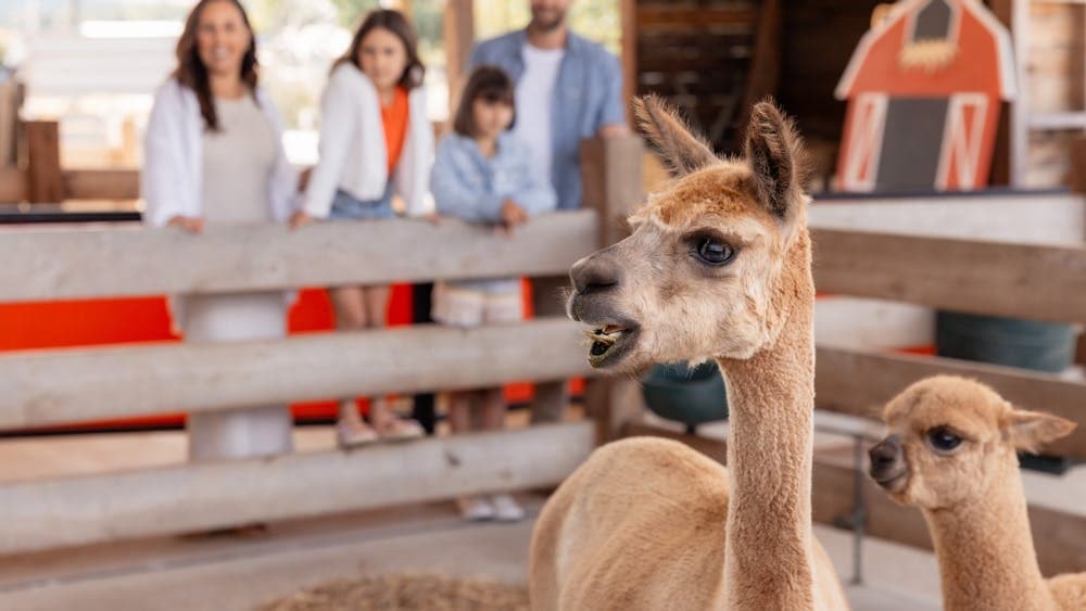 MEET OUR ANIMAL AT OUR CRESWICK FARMYARD