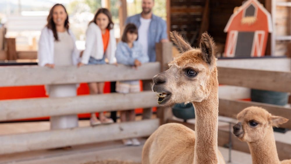 MEET CRESWICK FUN LOVING ANIMALS