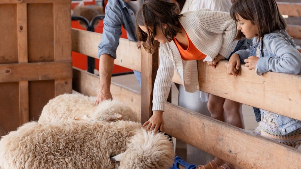 family petting sheep