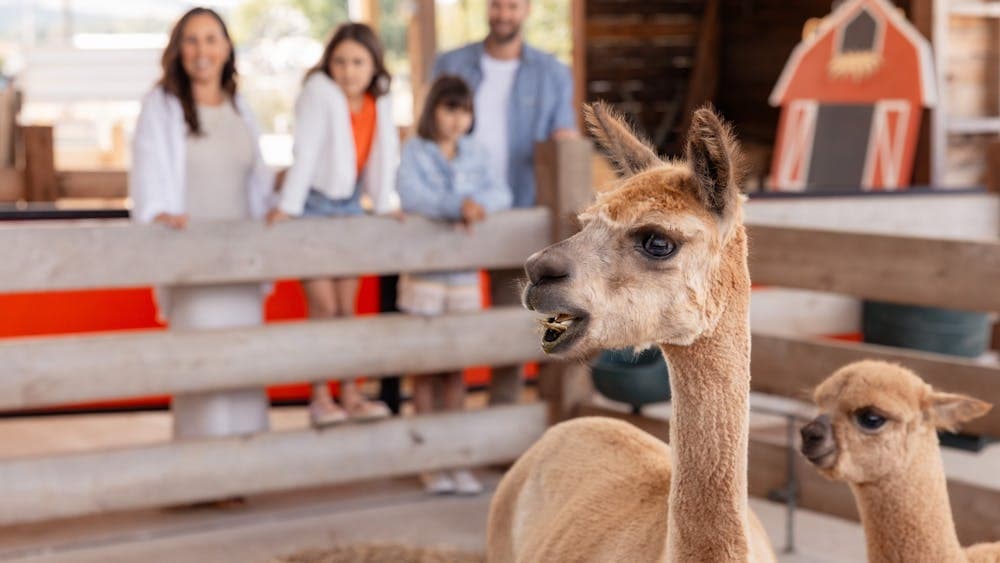 Two Llamas