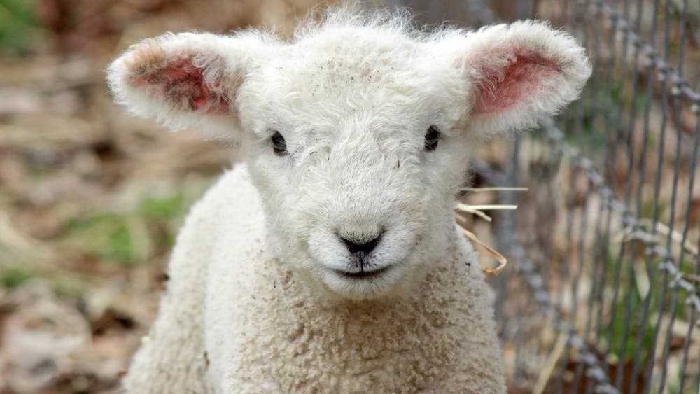 Lamb