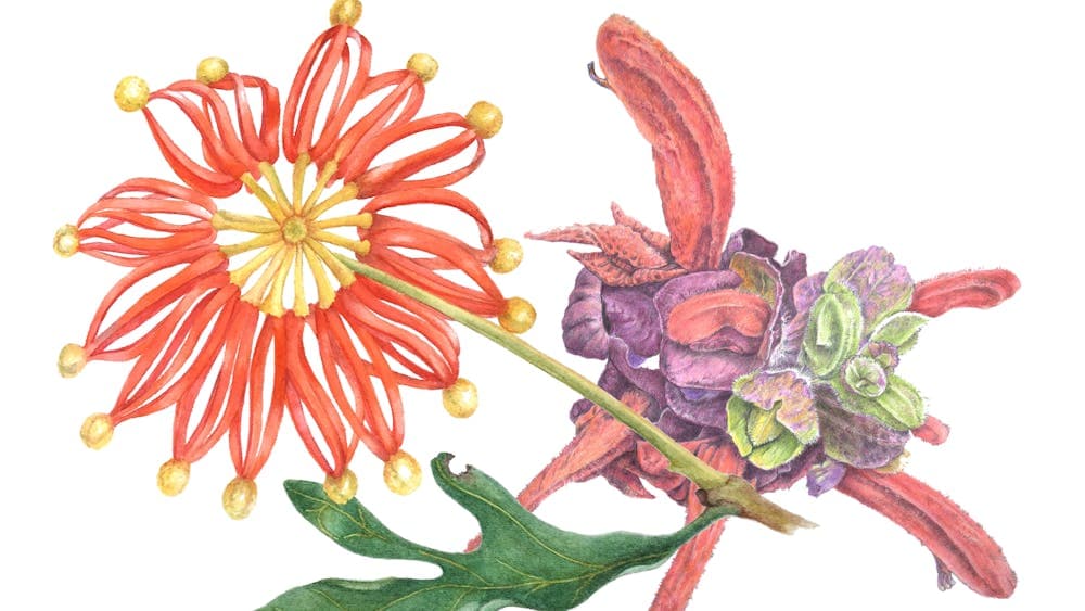 Two weird and wonderful plants