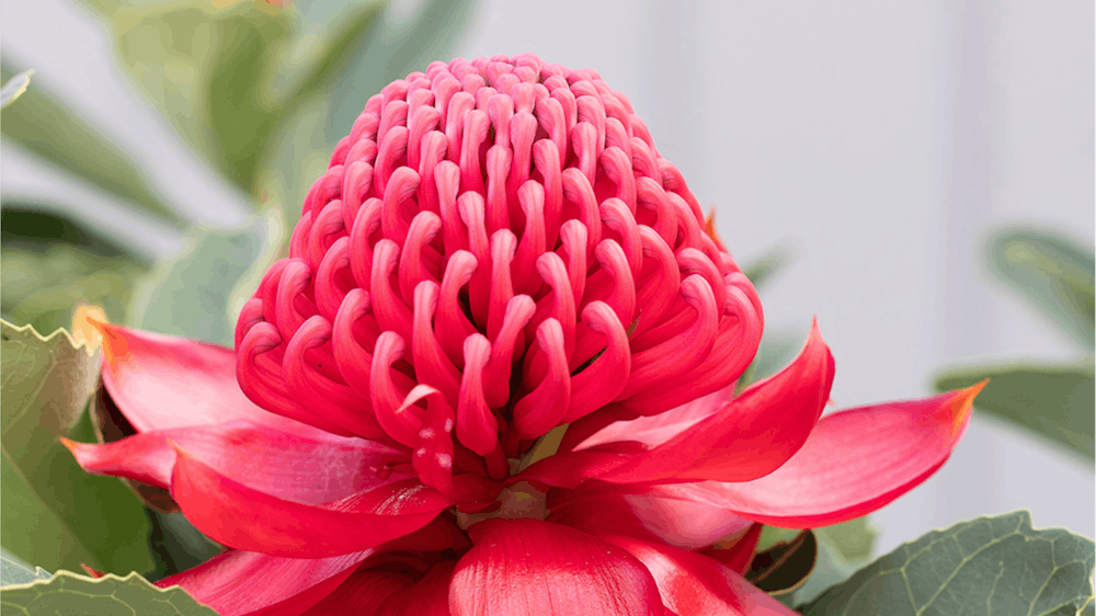 Close-up of a vibrant red waratah flower in full bloom.