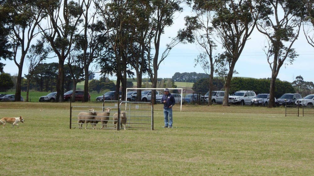 Dean Sheepdog Trials - Old Sniff Classic
