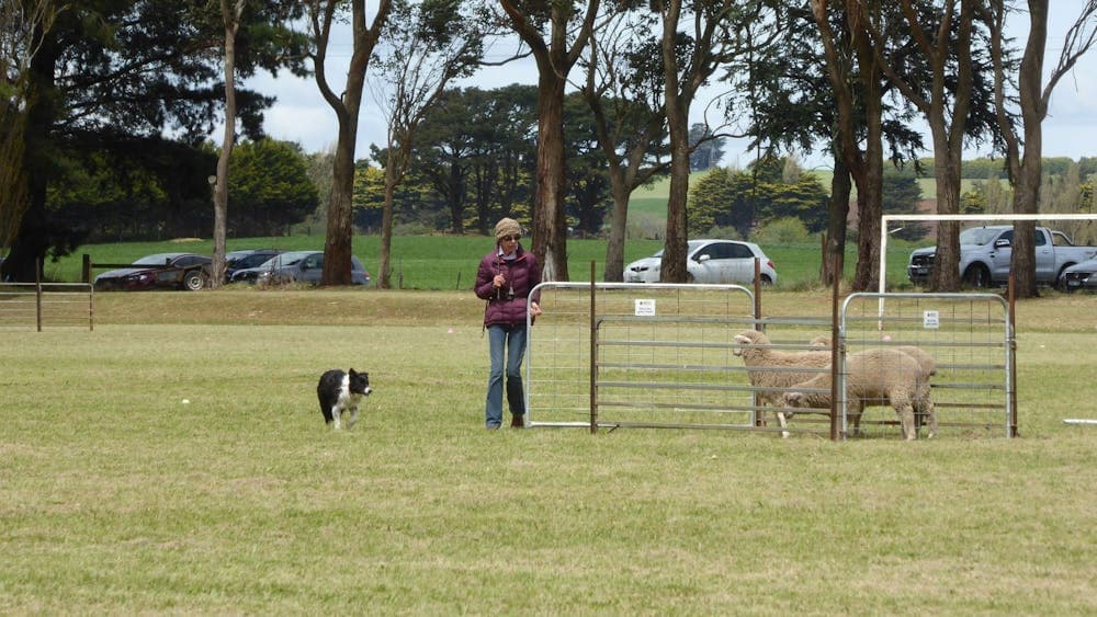 Dean Sheepdog Trials - Old Sniff Classic