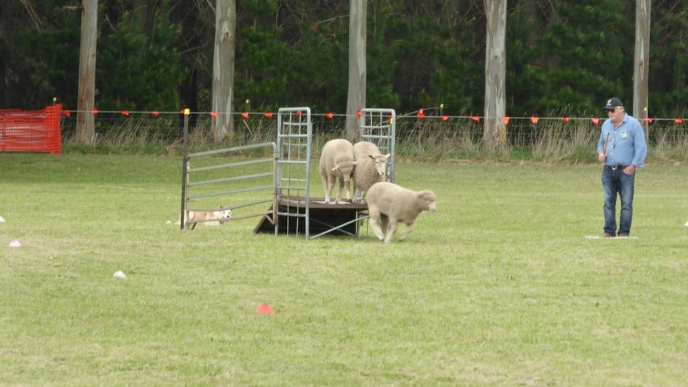 Dean Sheepdog Trials - Old Sniff Classic