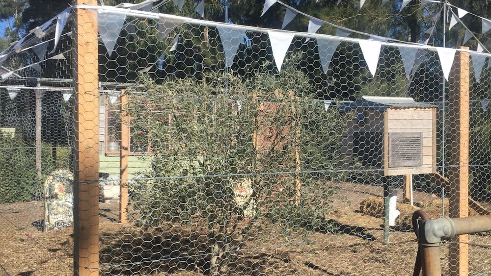 chooks