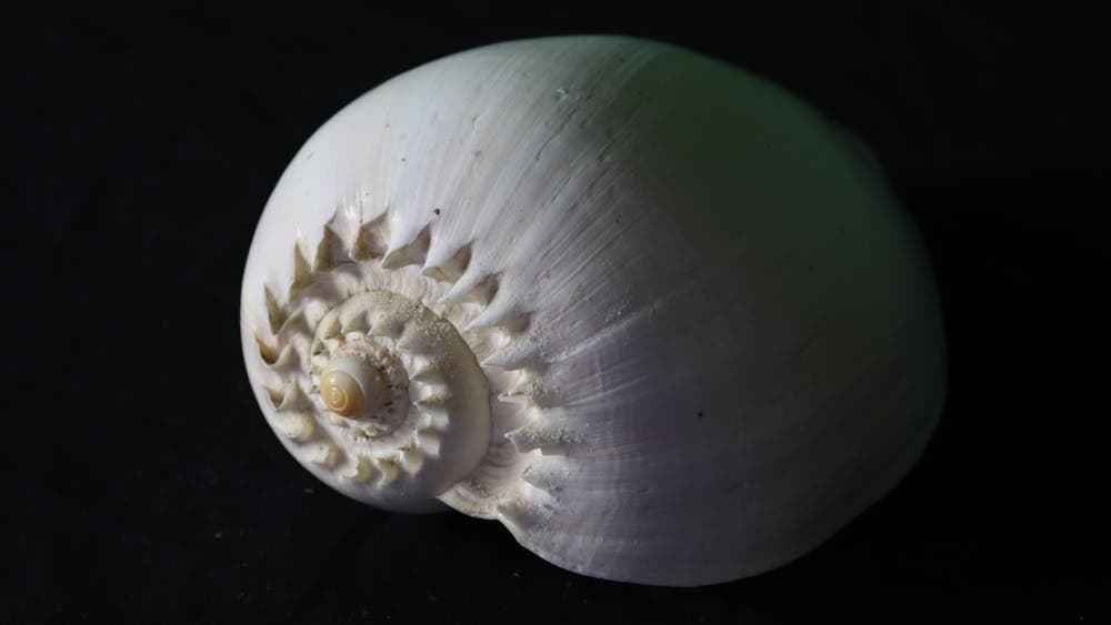 Close up of white shell on a black background