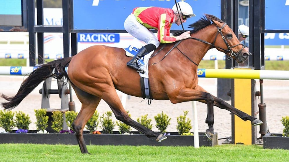 2024 Sportsbet Gold Nugget winner Kingswood hitting the line.