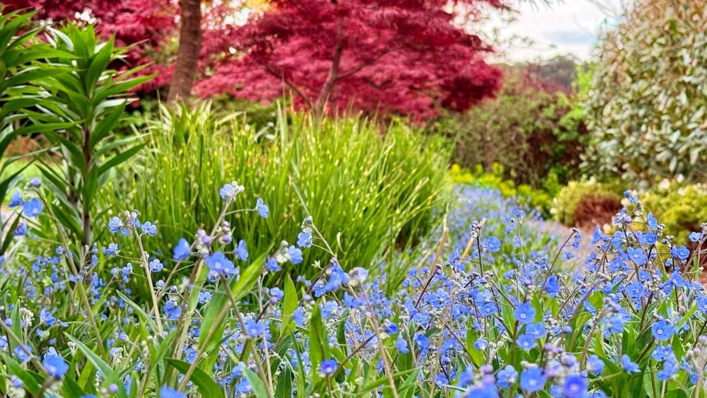 Open Gardens Victoria - Blackwood Ridge, meadow