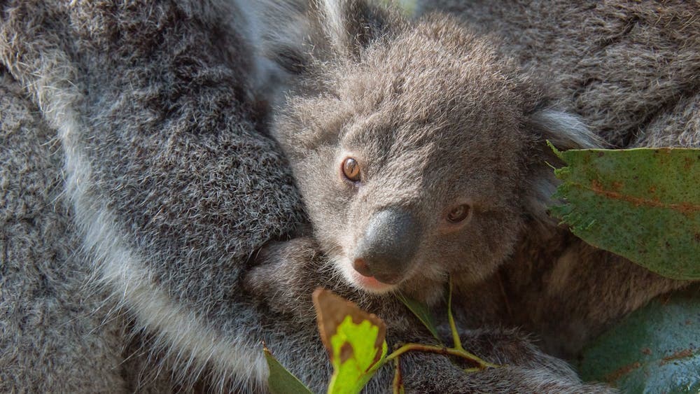 Koala joey snuggling with mum.