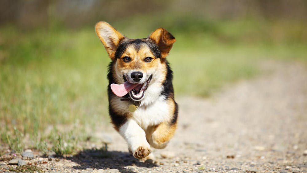 dog