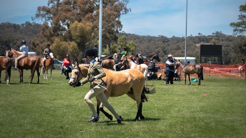 Horse Show