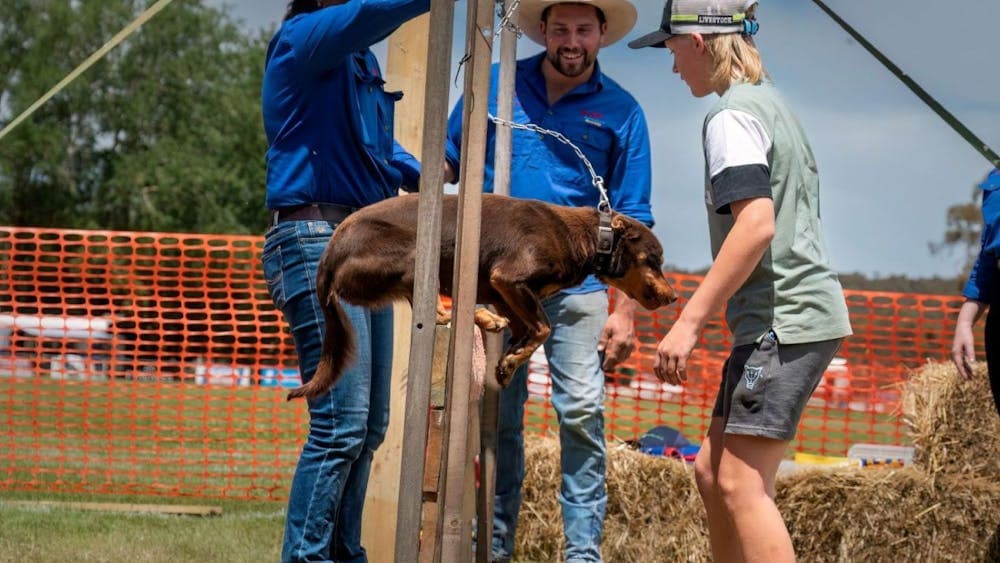 Dog Jump