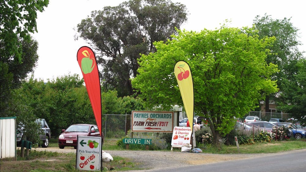 Paynes Orchards pick your own cherries apples