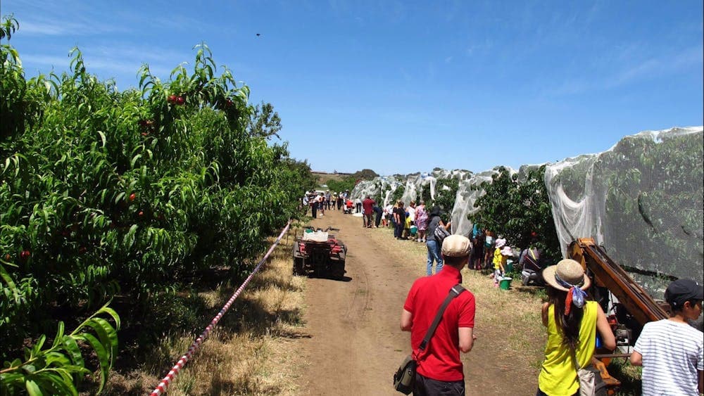 Paynes Orchards cherry picking