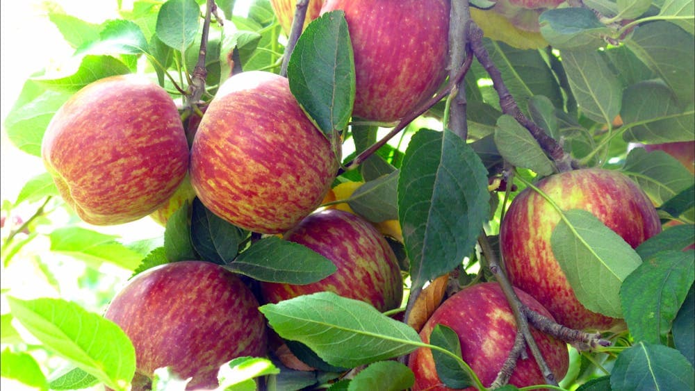 Paynes Orchards pick your own apples
