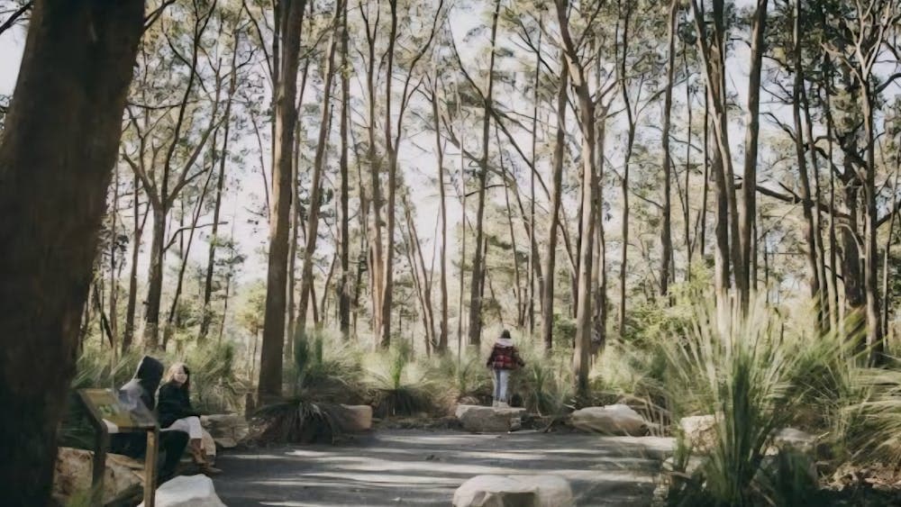 Sequoia grove