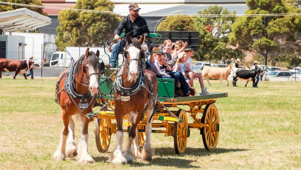 Sandy Creek Clydesdales