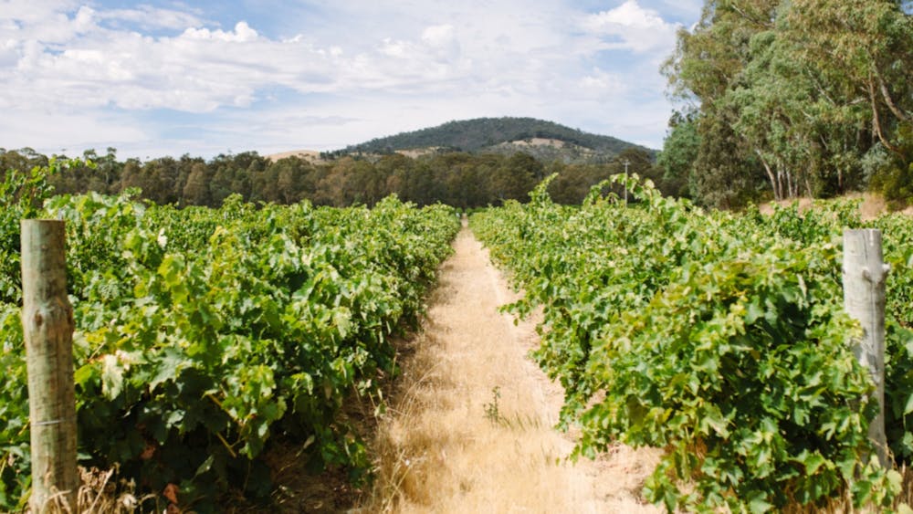Blue Pyrenees Vineyard