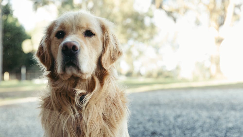 Dougal the golden retriever