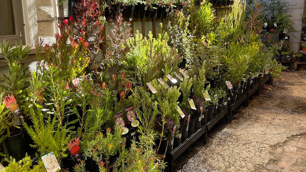 Plants on display at the nursery