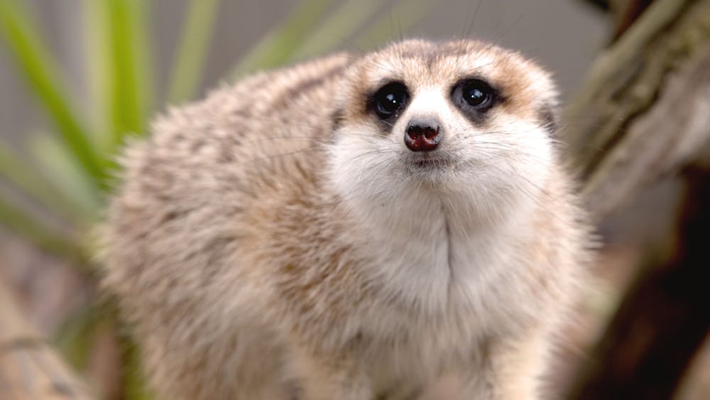 Thumbnail for Winter Festival Meerkat Trail
