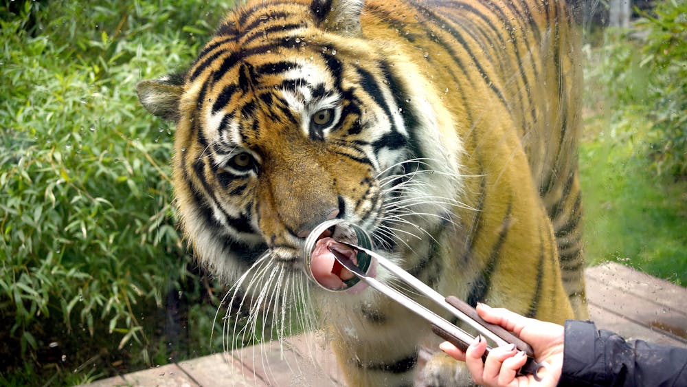 Hand feeding a tiger