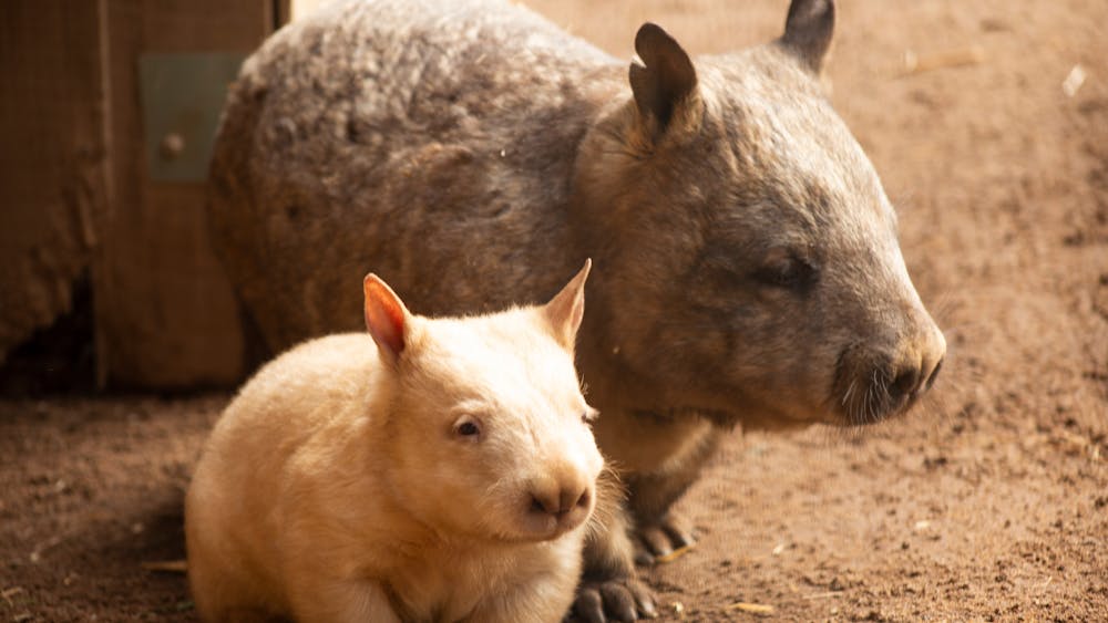 Rare golden baby wombat with mother wombat