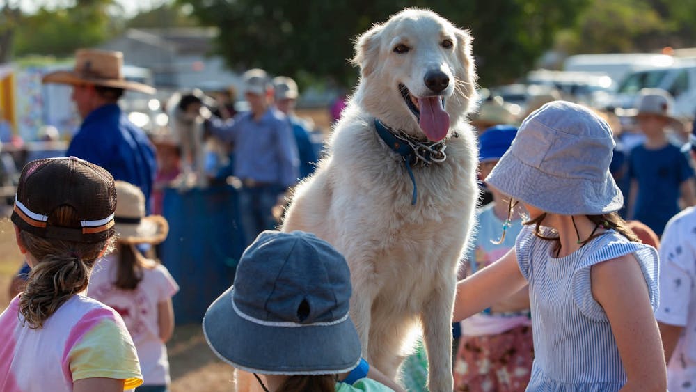 Kids engaging with and helping train the working dogs during a show