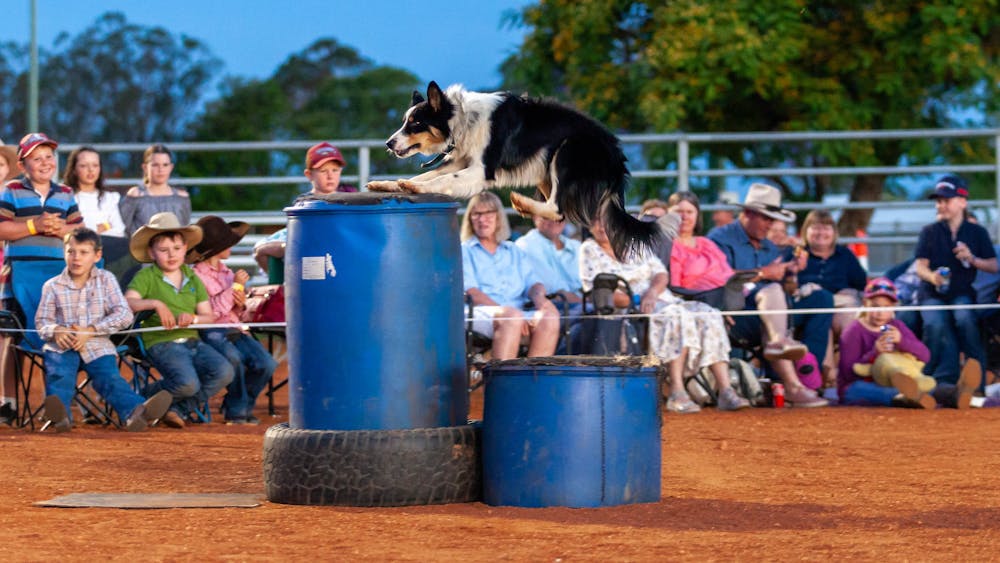Shep the border collie jumping on a barrel during a show