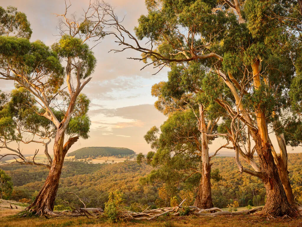 Thumbnail for Beyond Ballarat for Foto Biennale