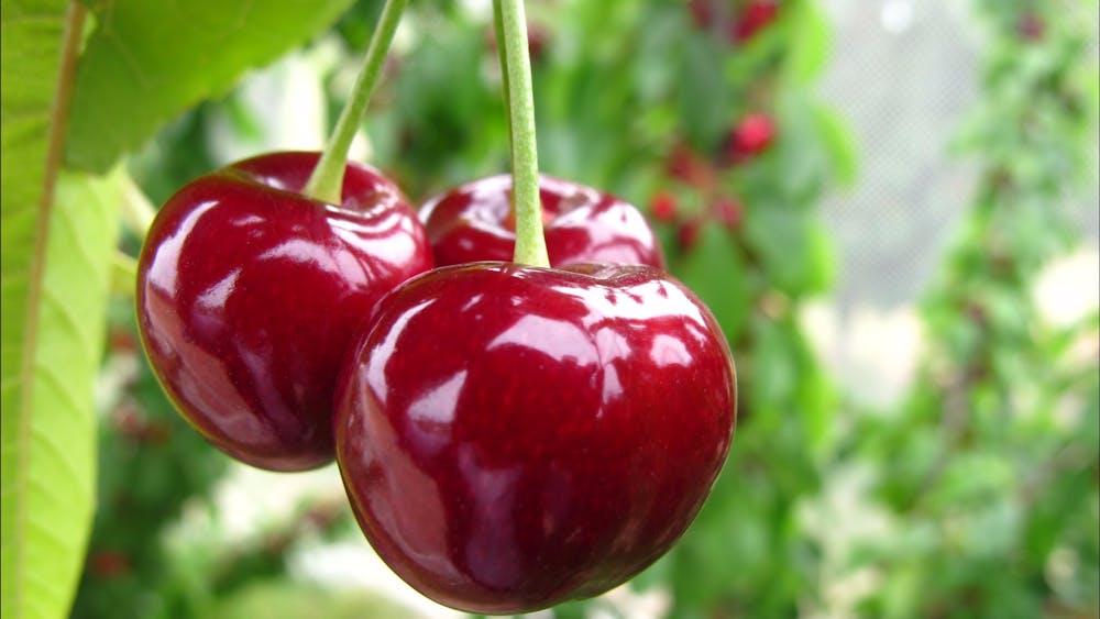 Paynes Orchards pick your own cherries