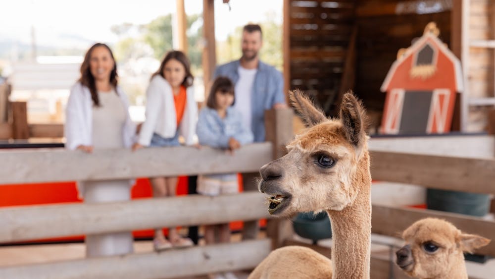 Discover Creswick farmyard