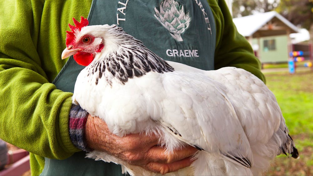 Real livestock, real farmers and real community spirit