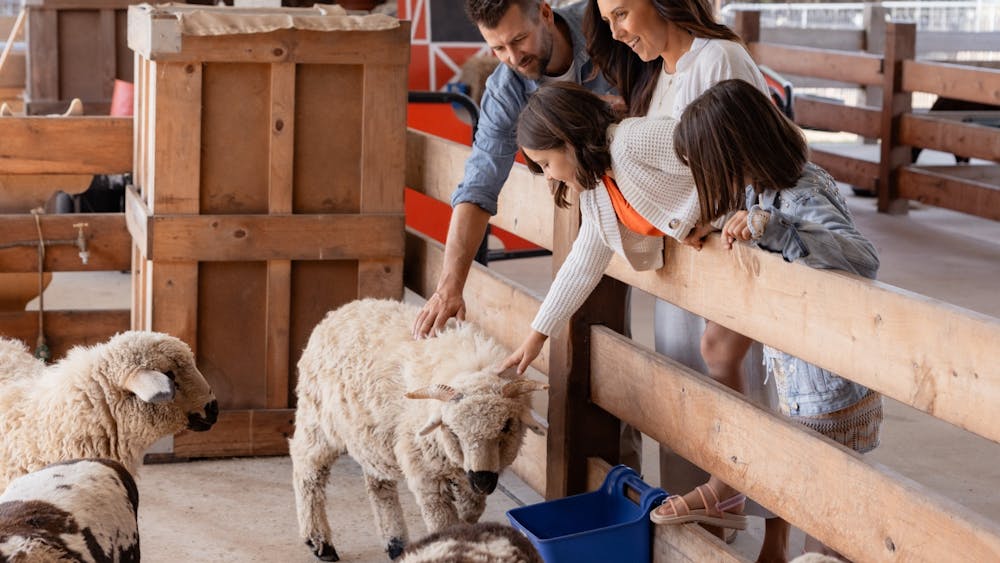 Family petting a sheep at Creswick Farm Yard Fun