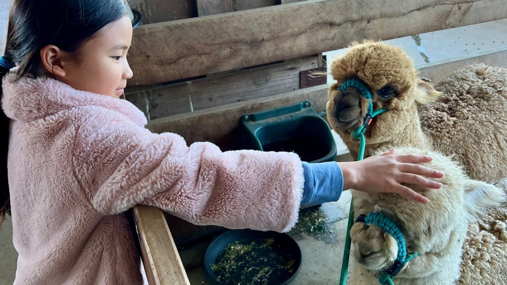 Girl petting a llama at Creswick Farm Yard Fun