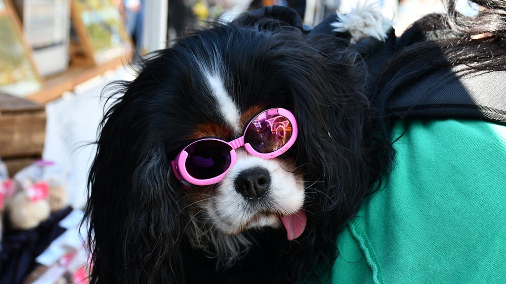 A comical dog wearing sun glasses