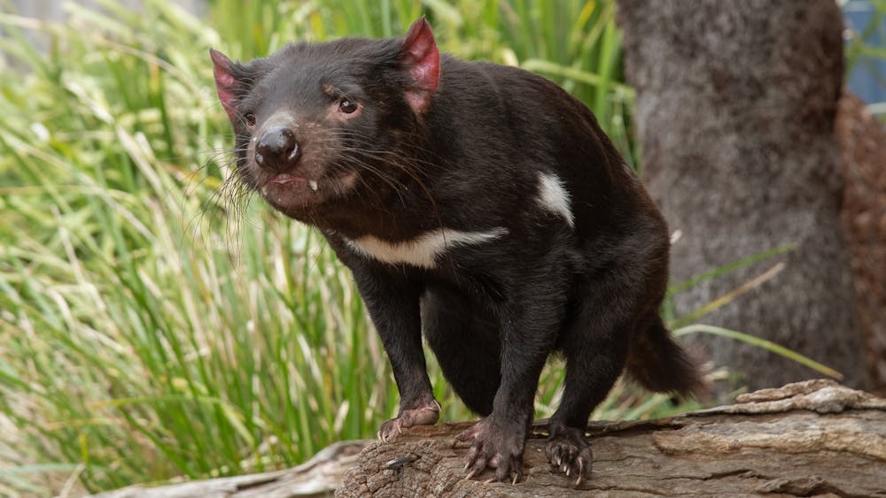 Thumbnail for Tasmanian Devil Day 2025