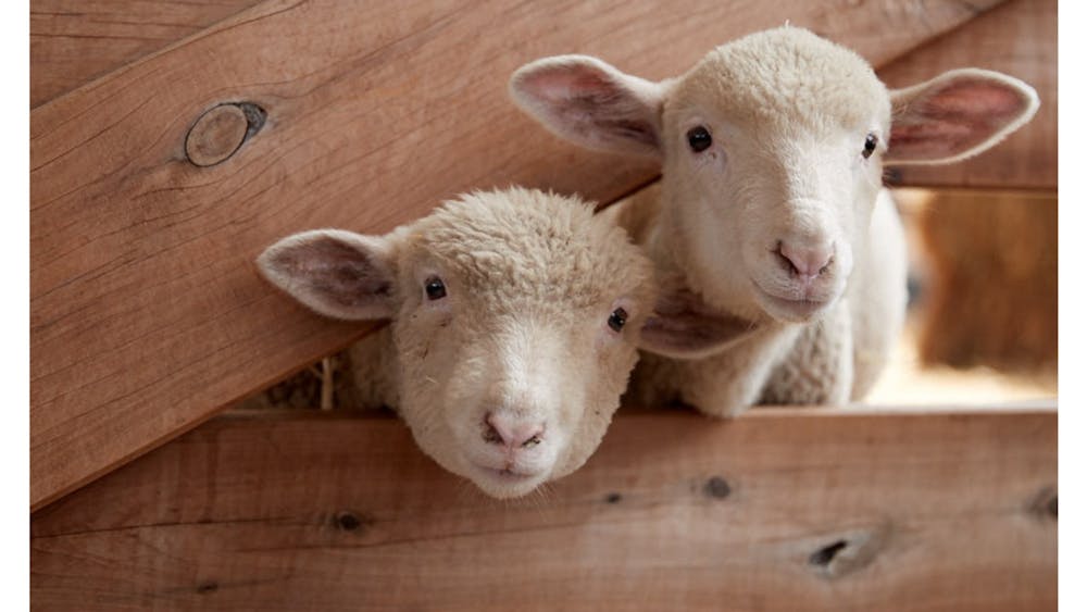Lambs at Creswick farm-yard