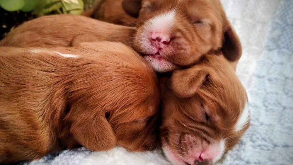 Cavoodle Pups